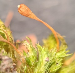 Ulota coarctata