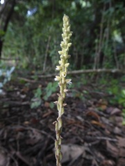 Peristylus goodyeroides