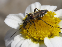 Oedemera basalis
