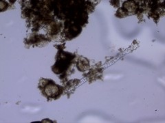 Coscinodiscophycidae