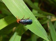 Scolia wahlbergii