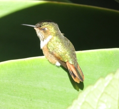 Selasphorus scintilla