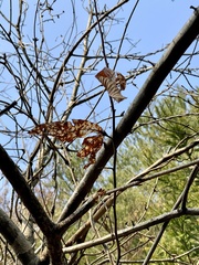 Castanea crenata