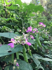 Phaseolus polystachios