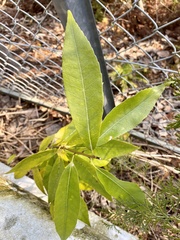 Quercus myrsinifolia
