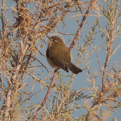 Phylloscopus sindianus lorenzii