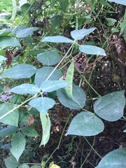 Phaseolus polystachios