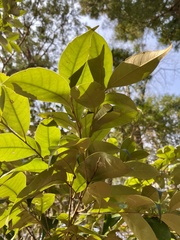 Castanopsis sieboldii
