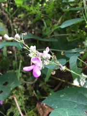 Phaseolus polystachios