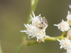 Penthobruchus germaini