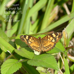 Anthanassa frisia
