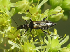 Oedemera basalis