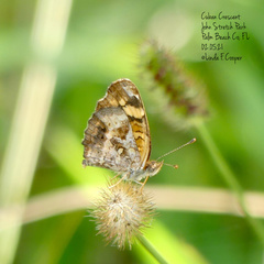 Anthanassa frisia