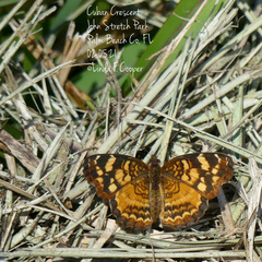 Anthanassa frisia