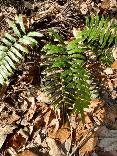 Plagiogyria japonica (Plagiogyria japonica)