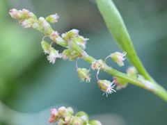 Rumiceae