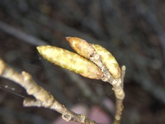 Carpinus tschonoskii