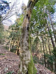 Carpinus tschonoskii