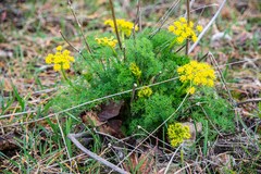 Lomatium klickitatense