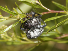 Heilipodus argentinicus