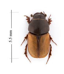 Colobopterus erraticus