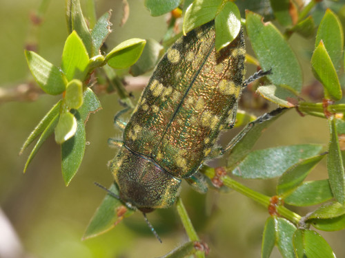 Chalcopoecila