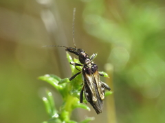 Oedemera basalis