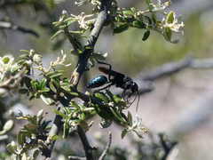 Stangeella cyaniventris