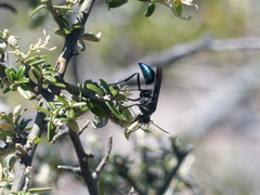 Stangeella cyaniventris