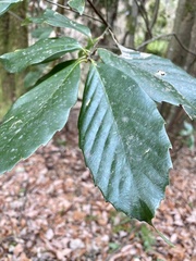 Quercus glauca