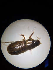 Aphodius