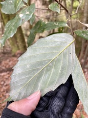 Quercus glauca