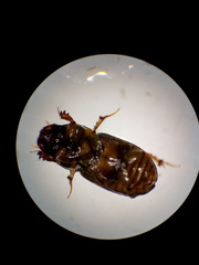 Aphodius