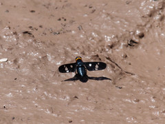 Hyperalonia morio morio