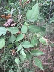 Phaseolus polystachios