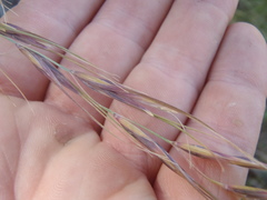 Elymus arizonicus