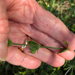 Dicliptera sexangularis