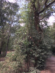 Phaseolus polystachios