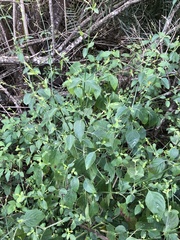 Dicliptera sexangularis