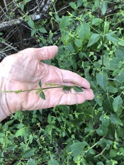 Dicliptera sexangularis