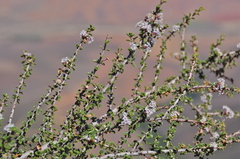 Ceanothus bolensis