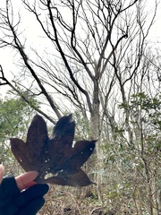 Kalopanax septemlobus