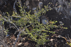 Ceanothus bolensis