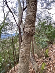 Prunus jamasakura