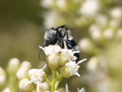 Reedomutilla pubescens