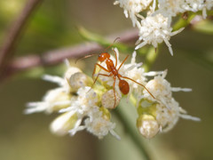 Dorymyrmex planidens