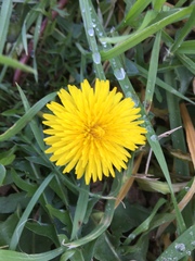 Angiospermae