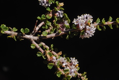 Ceanothus bolensis