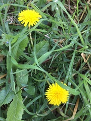 Angiospermae
