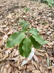 Ilex pedunculosa